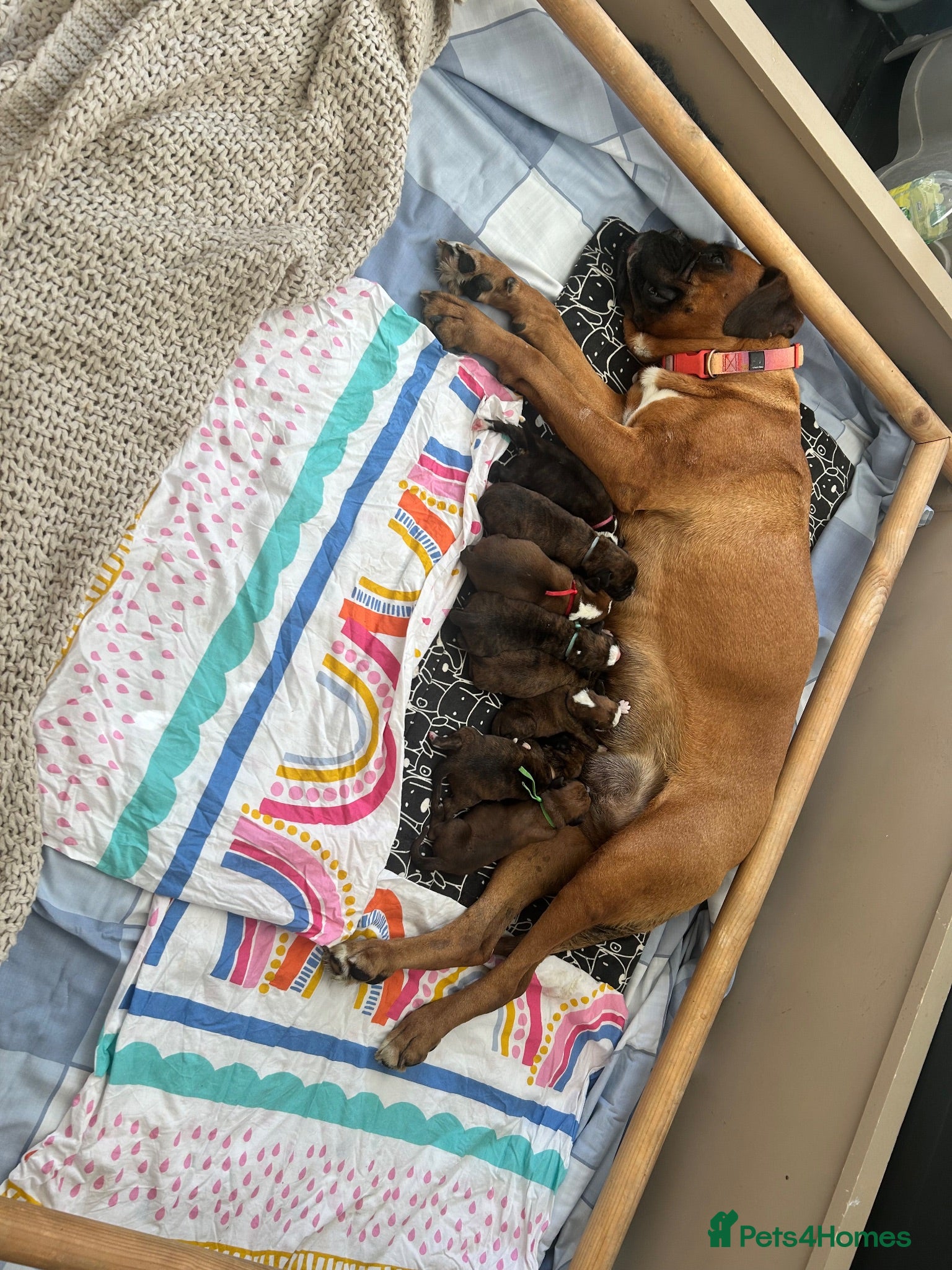 Boxer dogs Beautiful KC boxer puppies  - Advert 12