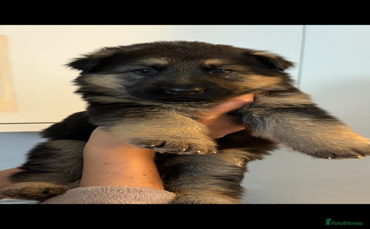 German Shepherd dogs - Advert 3