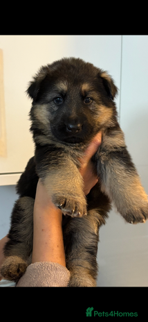 German Shepherd dogs - Advert 3