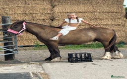Irish Cob horses for sale: Very soft boy  - Image 5