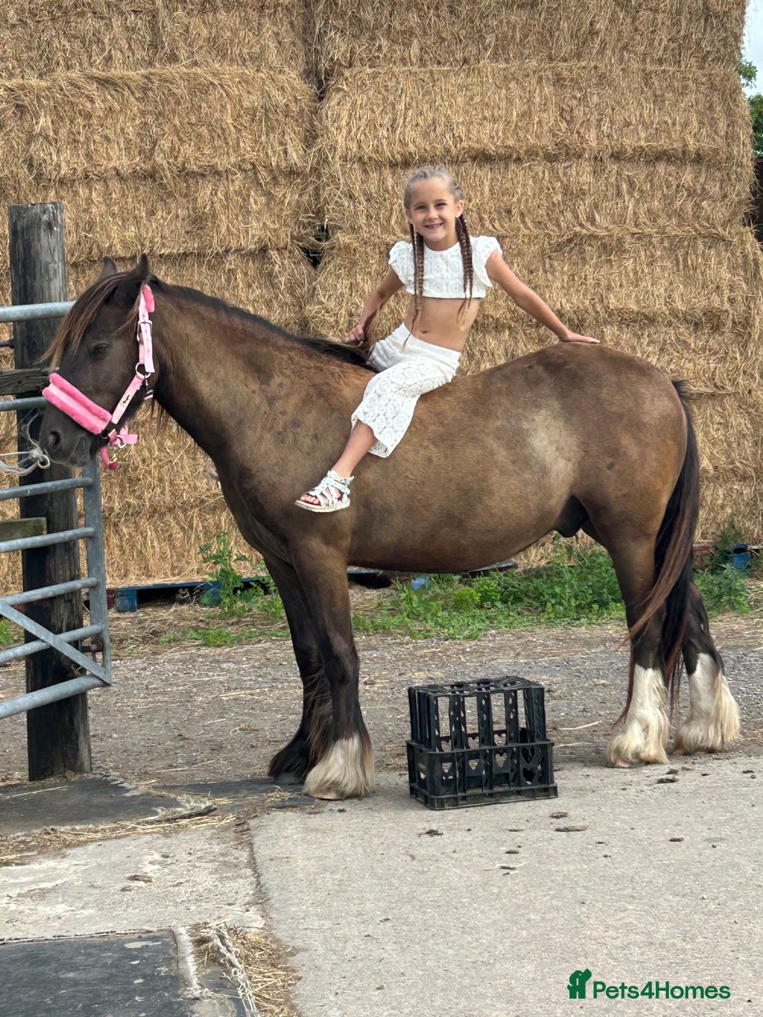 Irish Cob horses for sale: Very soft boy  - Image 5