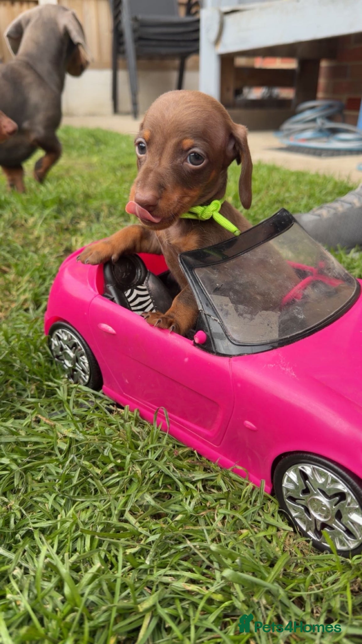 Miniature Dachshund dogs for sale: 🐶 Miniature Dachshund puppies! 🐶 - Advert 4