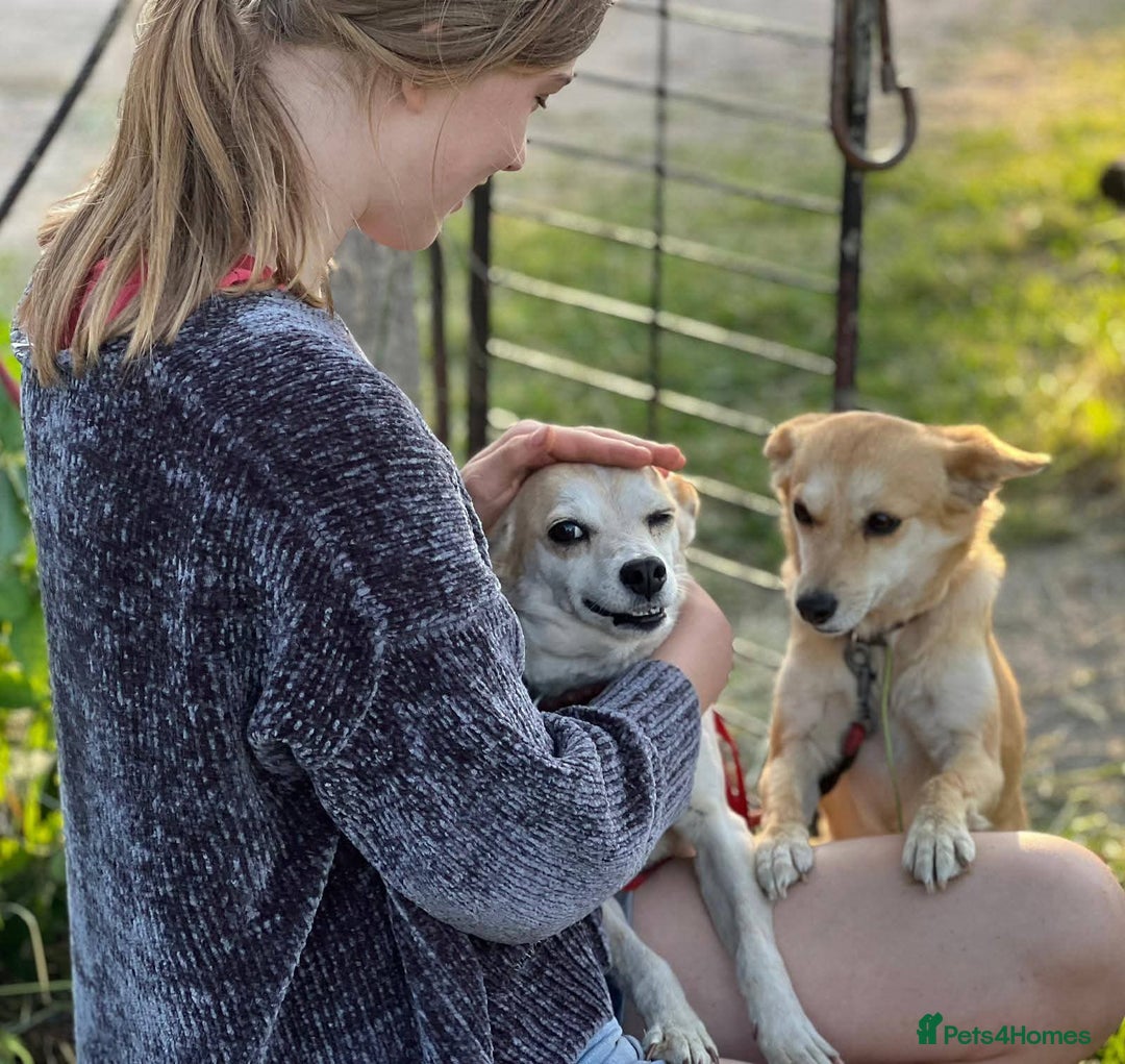 Mixed Breed dogs for adoption: 💖🐶 JULIET 🐶💖 - Image 3