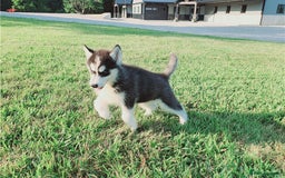 Siberian Husky dogs for sale: Blue Eyes Siberian huskies puppies  - Image 1