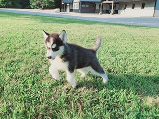 Siberian Husky dogs - Advert 1