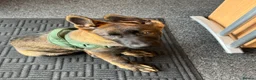 German Shepherd dogs for sale: KC Registered German Shepherd PuppiesChampion Line - Advert 15