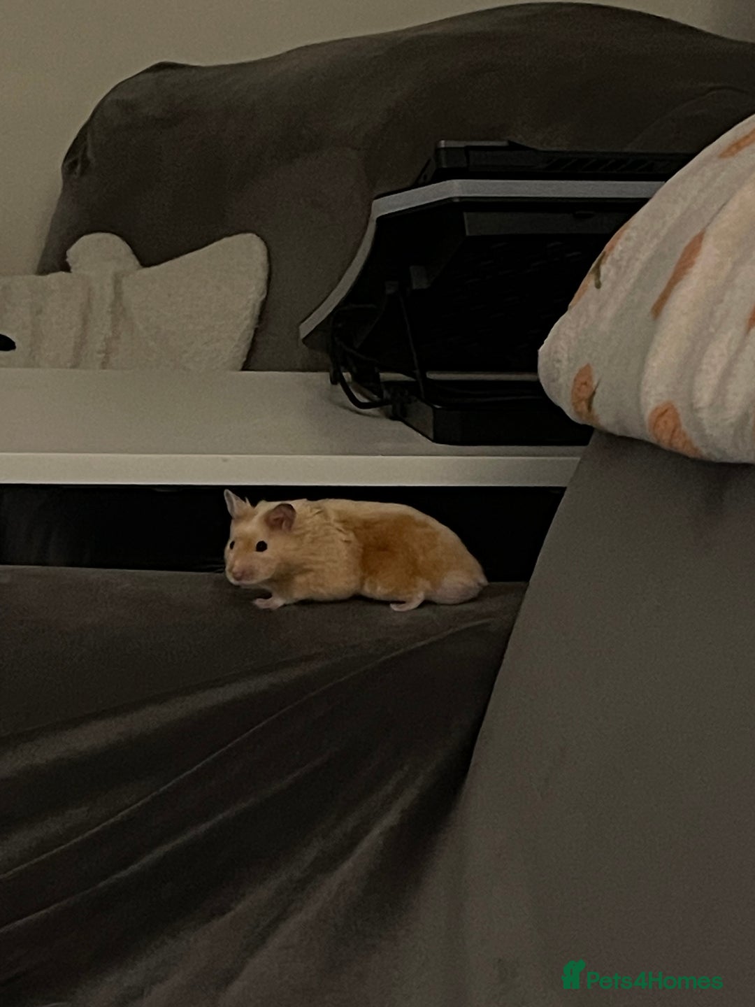 Hamster rodents for sale: Gorgeous male Syrian hamster  - Image 14