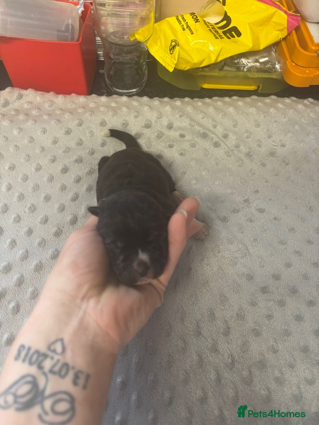Mixed Breed dogs for sale: Huge American akita x cane corso pups - Image 4