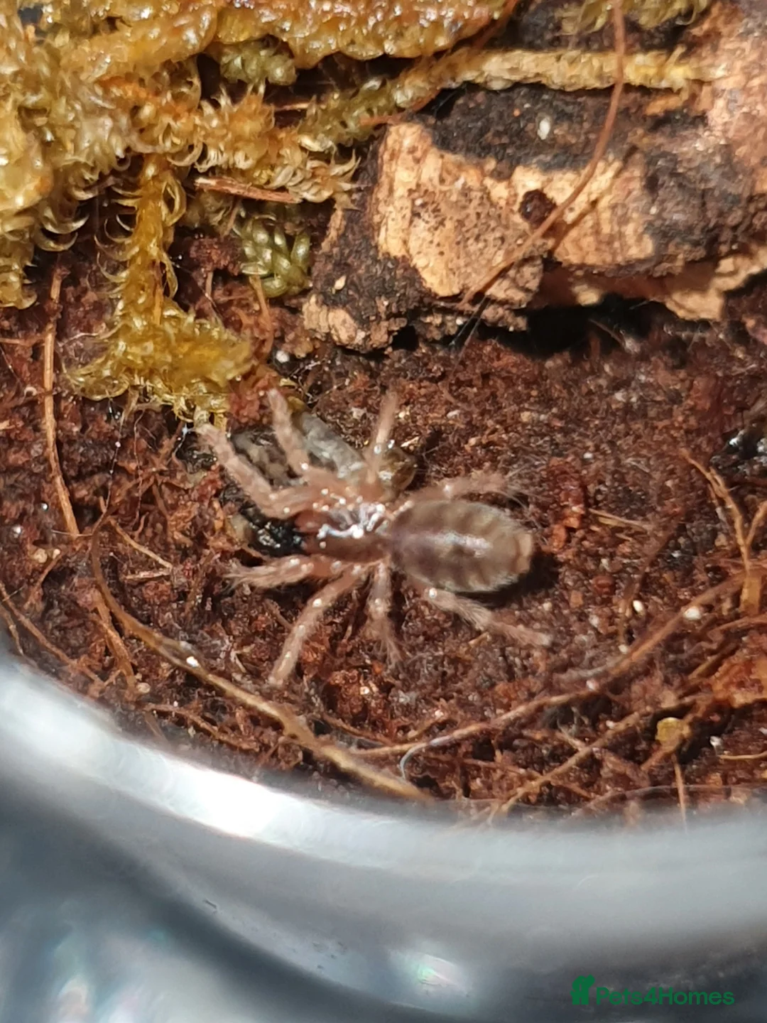 Tarantulas invertebrates for sale: Various Tarantulas for sale - Advert 12