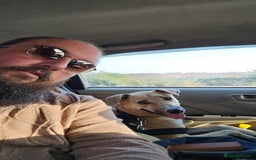 Mixed Breed dogs for sale: Magical Indie Street Dog Coming UK Seeks New Home - Image 5