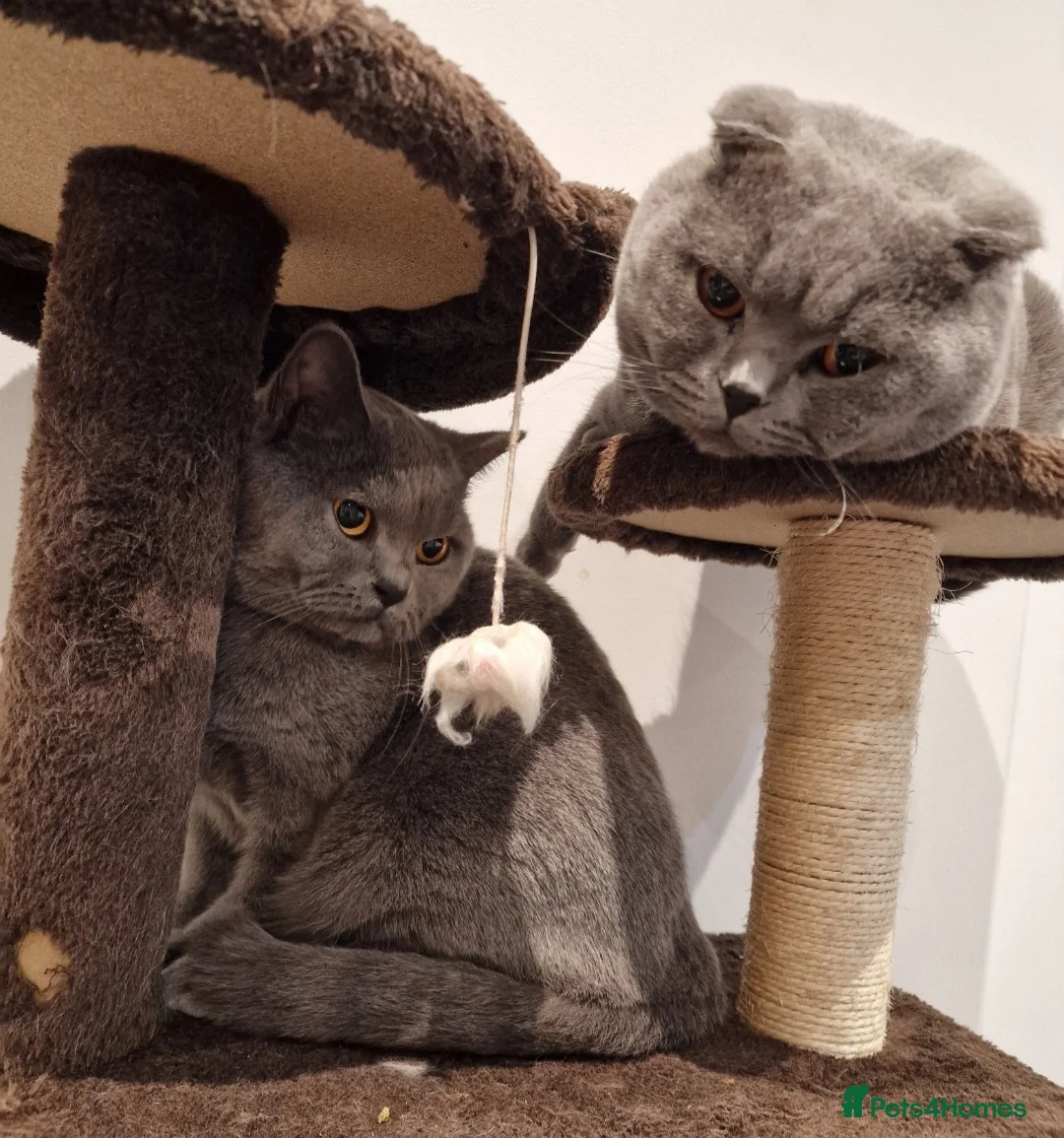 Scottish Fold cats for stud: Scottish Fold Stud  in London - Advert 4