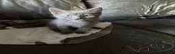 Mixed Breed cats for sale: 5 gorgeous kittens ready for new homes - Advert 6