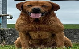 Labrador Retriever dogs for sale: Beautiful kc registered fox red labs - Image 11