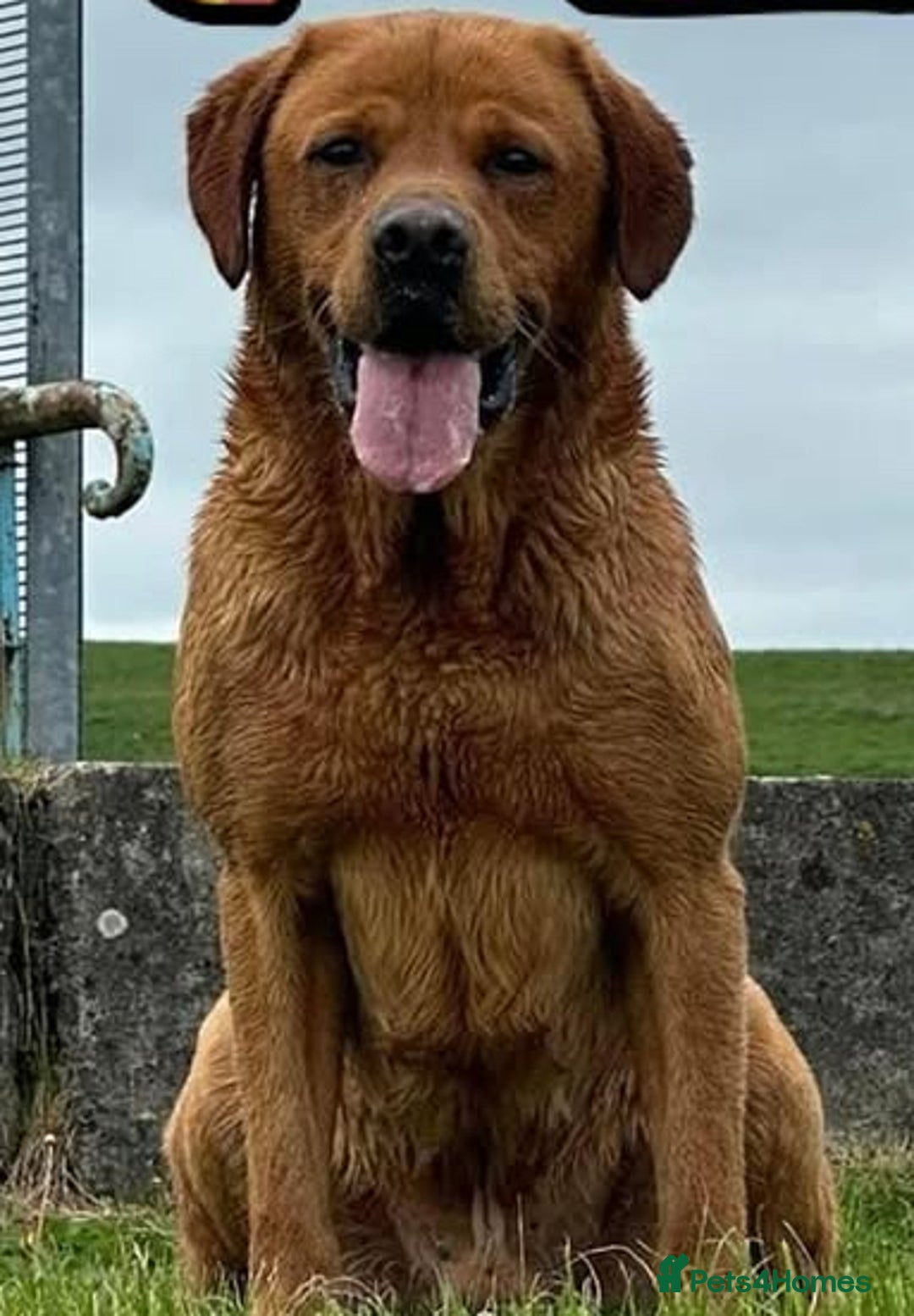 Labrador Retriever dogs for sale: Beautiful kc registered fox red labs - Image 11