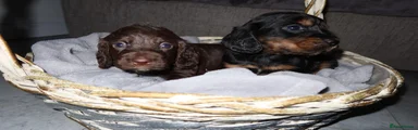 Cocker Spaniel 1