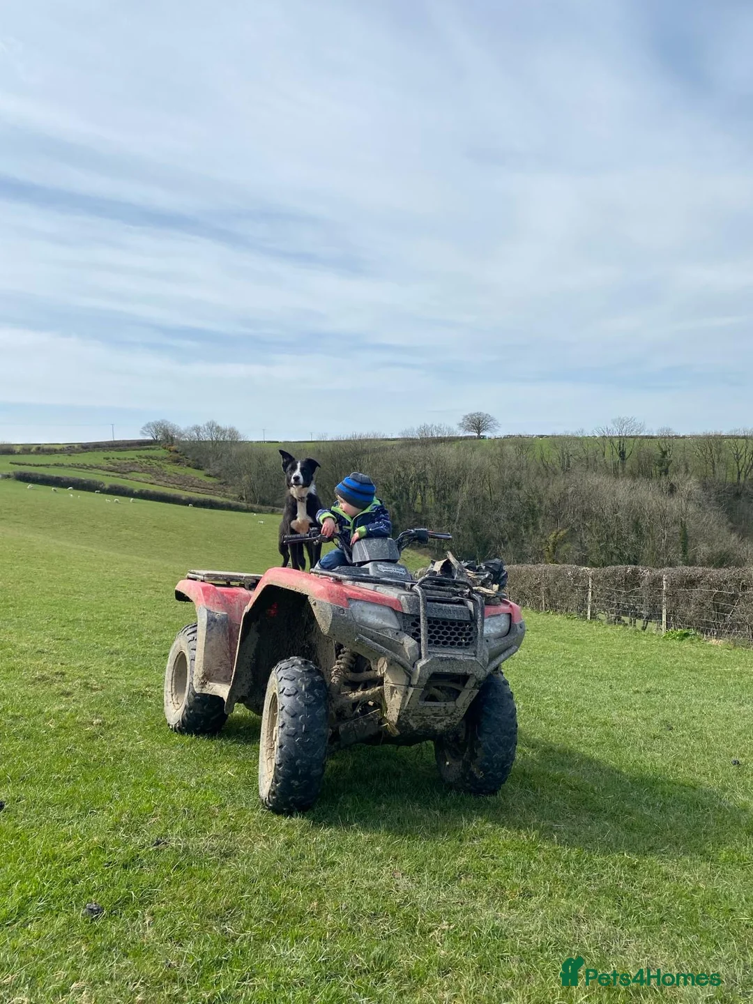 Border Collie dogs for sale: Border collie pups from Tyngraig Jock.  - Advert 13