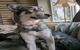 Siberian Husky dogs for sale: Emergency adoption needed - Image 4