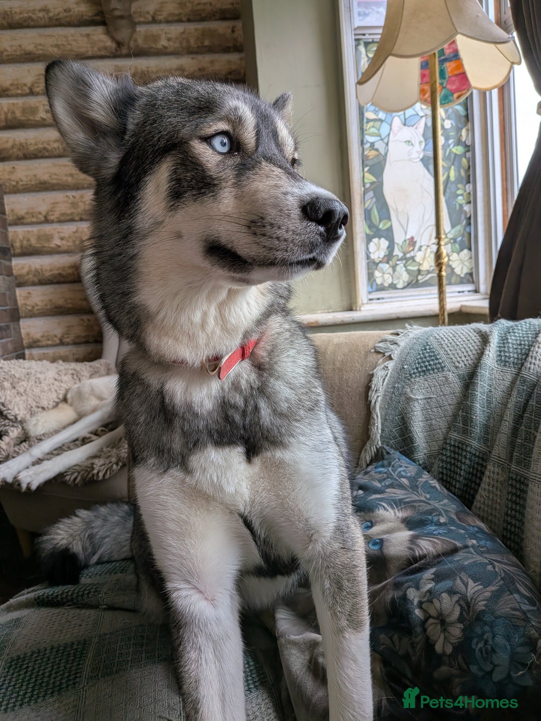 Siberian Husky dogs for sale: Emergency adoption needed - Image 4