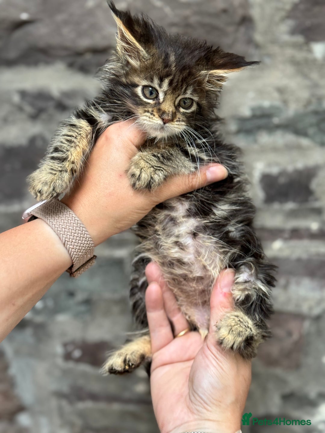 Maine Coon cats for sale: Gorgeous Black Tabby Mainecoon Kitten  - Image 10