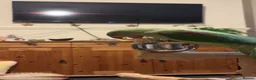 Parakeets birds for sale: Female alexandrine 3 month old  in Tonypandy - Advert 4