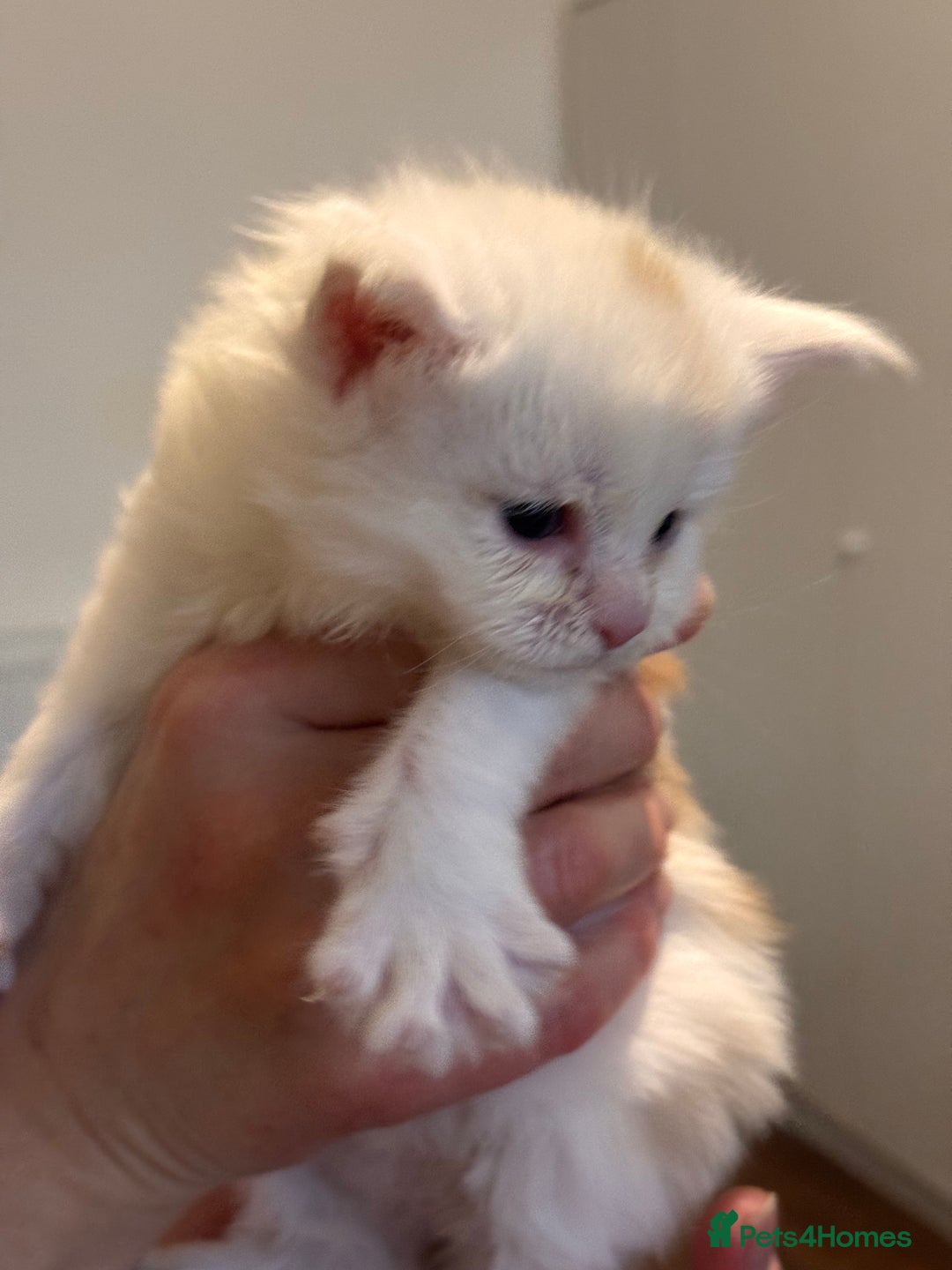 Maine Coon cats for sale: Gorgeous Shaded Line Maine Coon Kittens - Advert 17