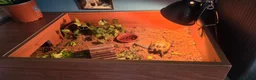 Hermann Tortoise reptiles for sale: Tortoise and set up in Mansfield - Advert 3