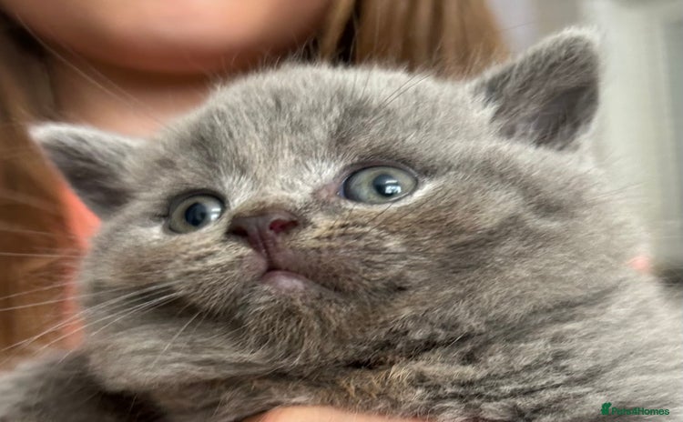 British Shorthair cats - Advert 16