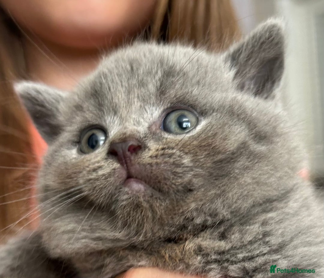 British Shorthair cats for sale: Pedigree GCCF BSH kittens ready in 2 weeks time !! - Image 2