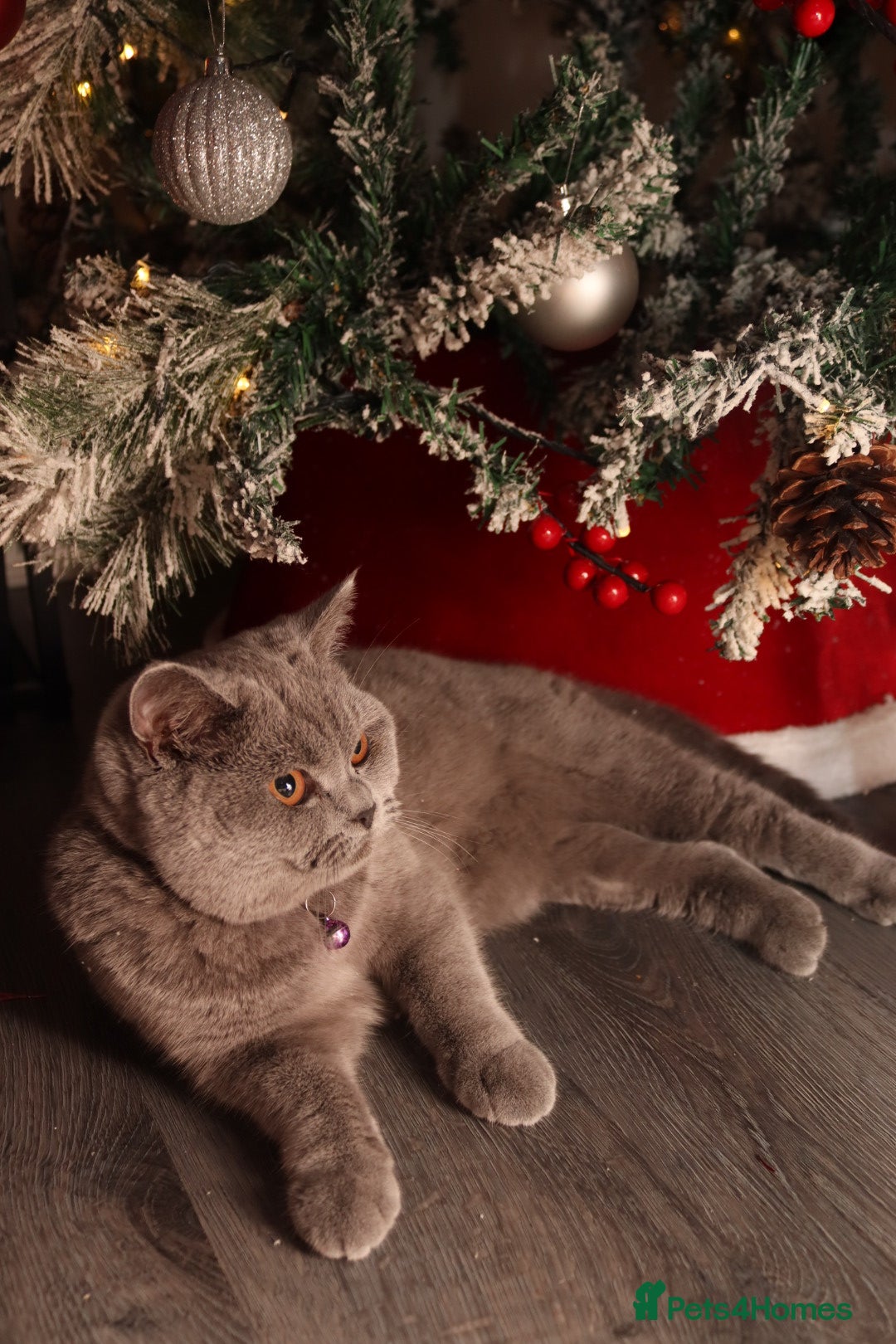 British Shorthair cats for sale: For sale British Shorthair  - Advert 3