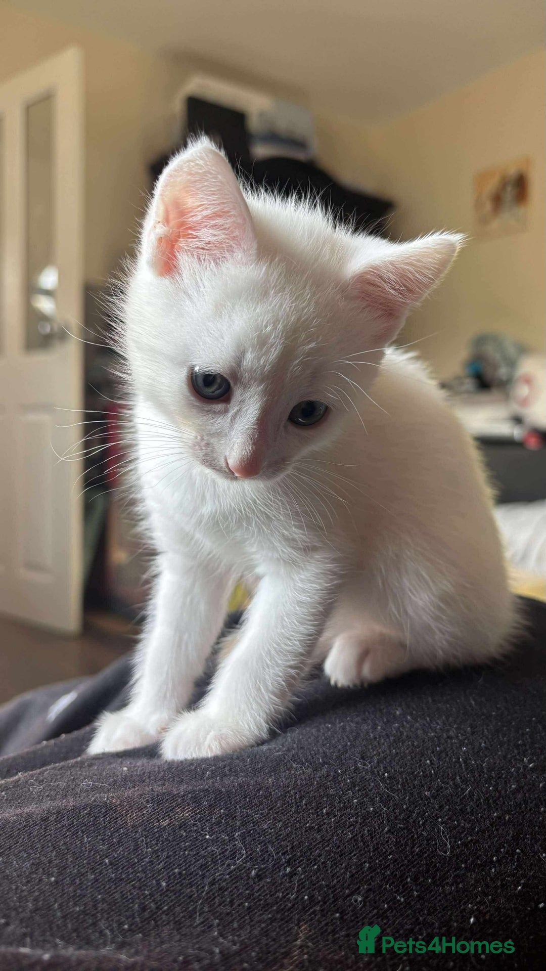 Turkish Van cats for sale: 2 x boy kittens  - Image 4