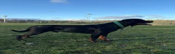 Rottweiler dogs for stud: Black Trovants Champion bloodline Rottweiler stud - Advert 2