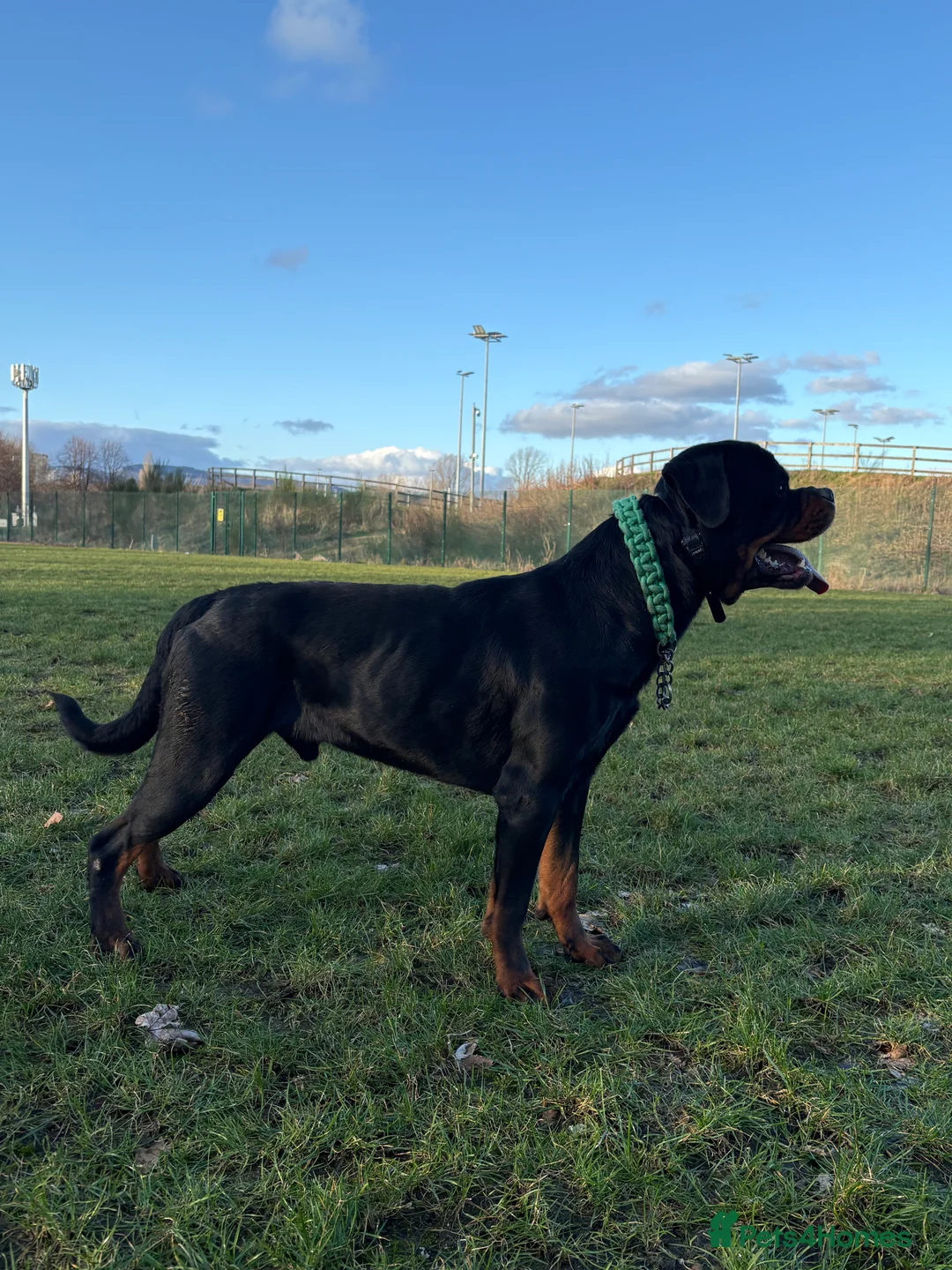 Rottweiler dogs for stud: Black Trovants Champion bloodline Rottweiler stud - Advert 2