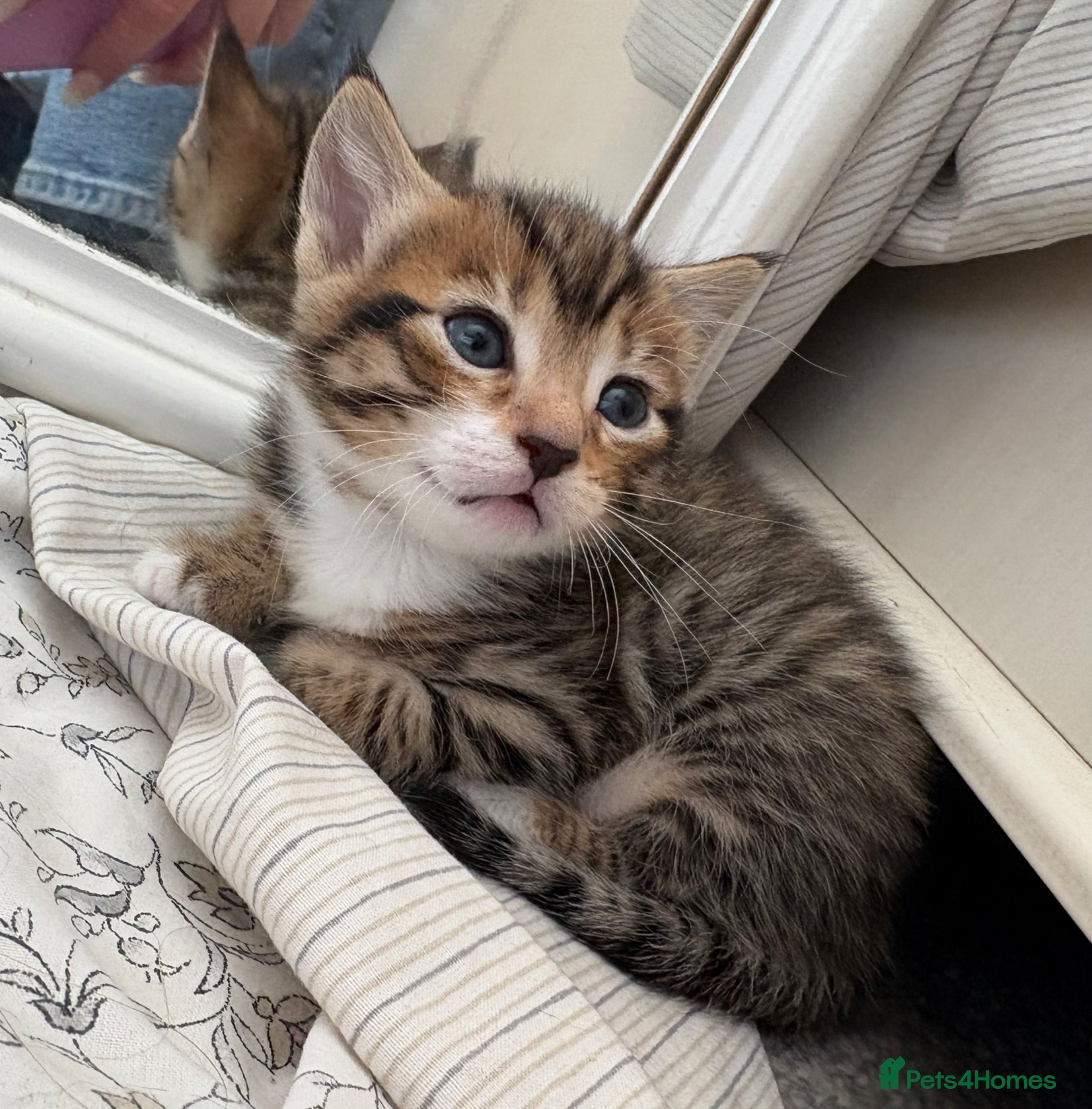 Mixed Breed cats for sale: Kittens!! in Boston - Advert 7