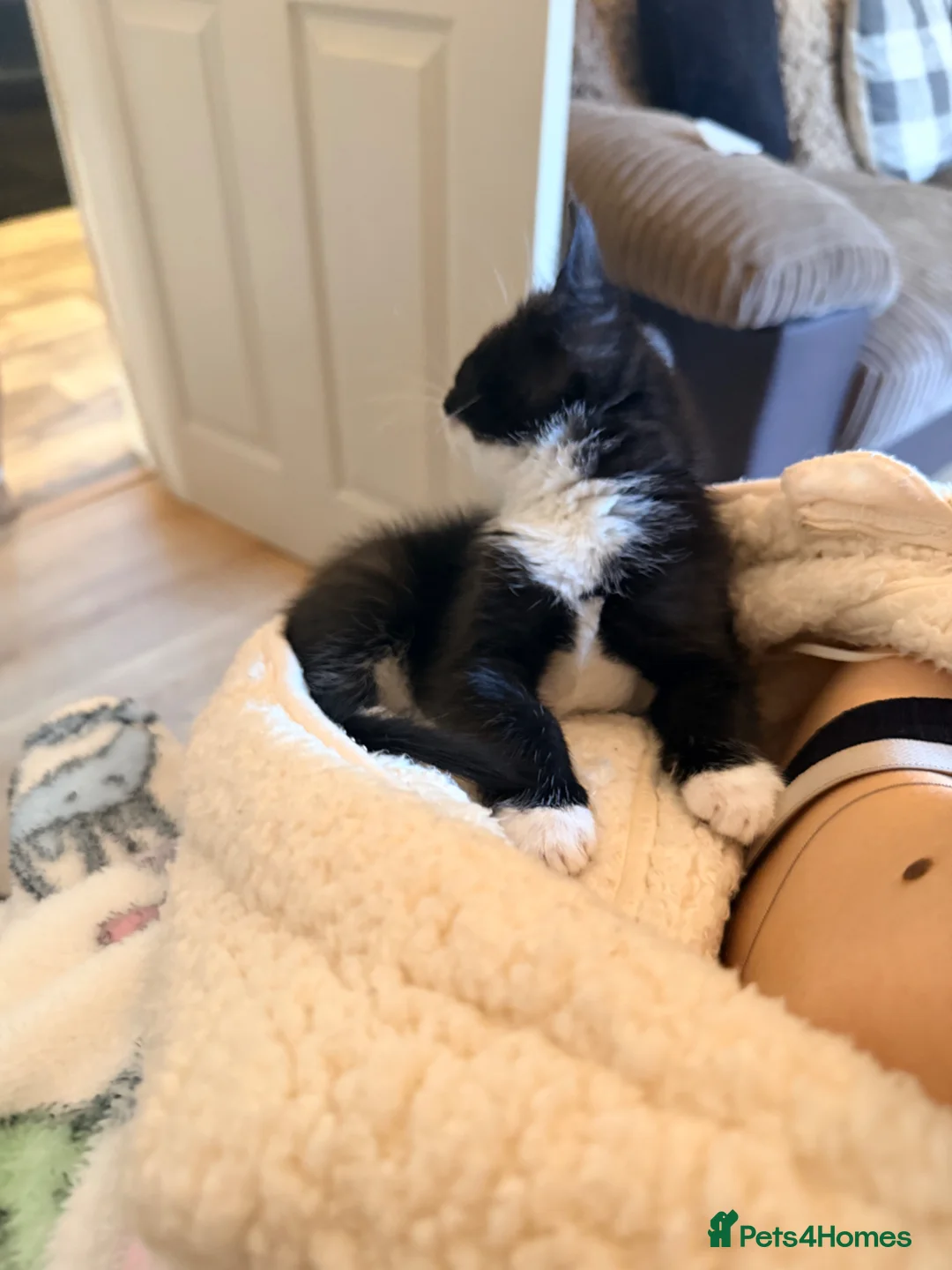 Maine Coon cats for sale: Sweet Girl mainecoon - Advert 9