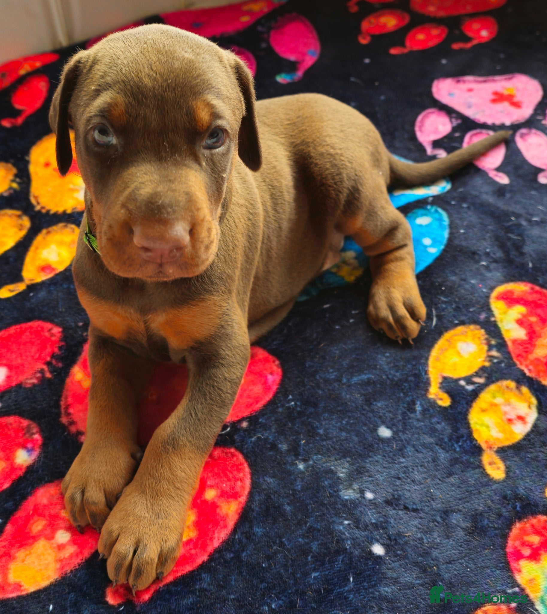 Dobermann dogs STUNNING KC DOBERMAN PUPPIES Champion Bloodlines - Advert 6