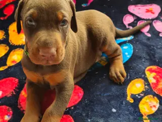 Dobermann dogs STUNNING KC DOBERMAN PUPPIES Champion Bloodlines - Advert 6