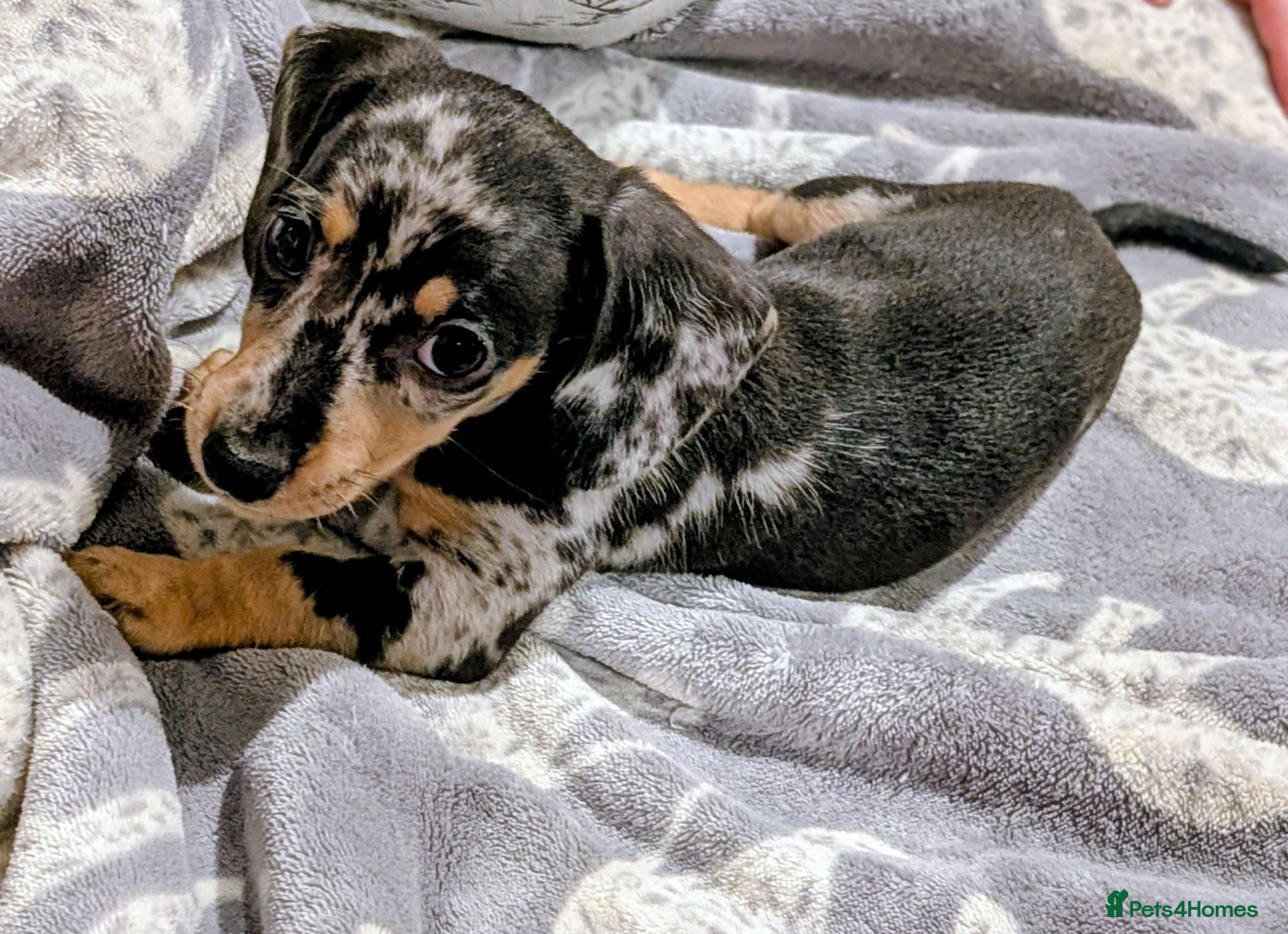 Miniature Dachshund dogs Two gorgeous dapple male miniature dachshunds - Advert 3