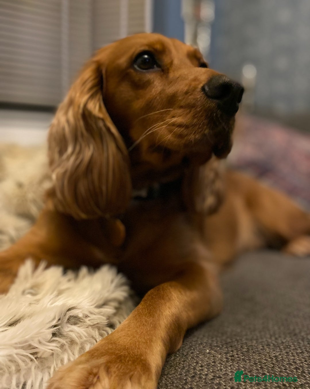 Cocker Spaniel dogs for sale: Working cocker pups due,  ready for spring - Advert 7