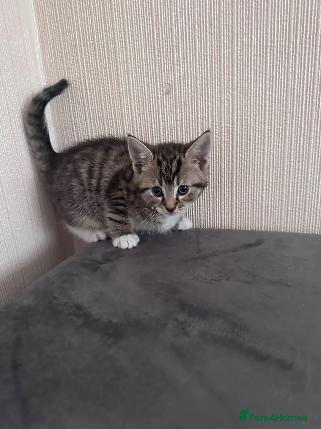 Mixed Breed cats for sale: 5 beautiful kittens  - Advert 6