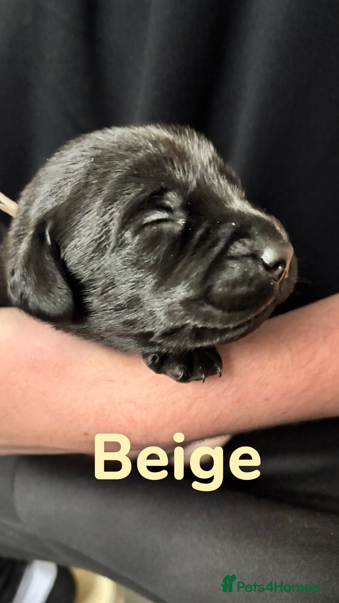 Labrador Retriever dogs for sale: 1 beautiful kc lab - Advert 23