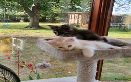 Maine Coon cats for sale: Stunning Maine Coon kittens - Image 5