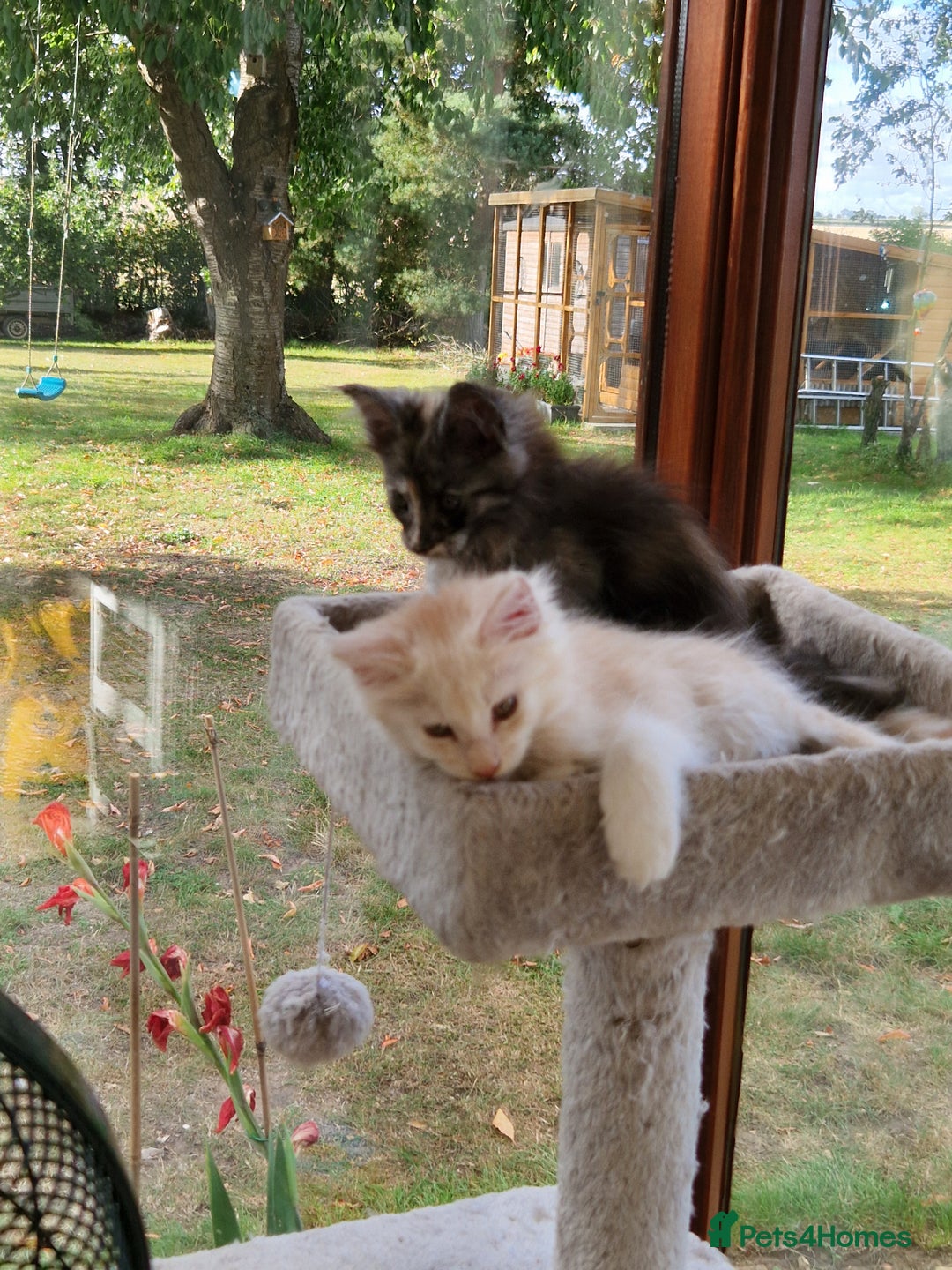 Maine Coon cats for sale: Stunning Maine Coon kittens - Image 5