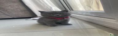 British Shorthair 3