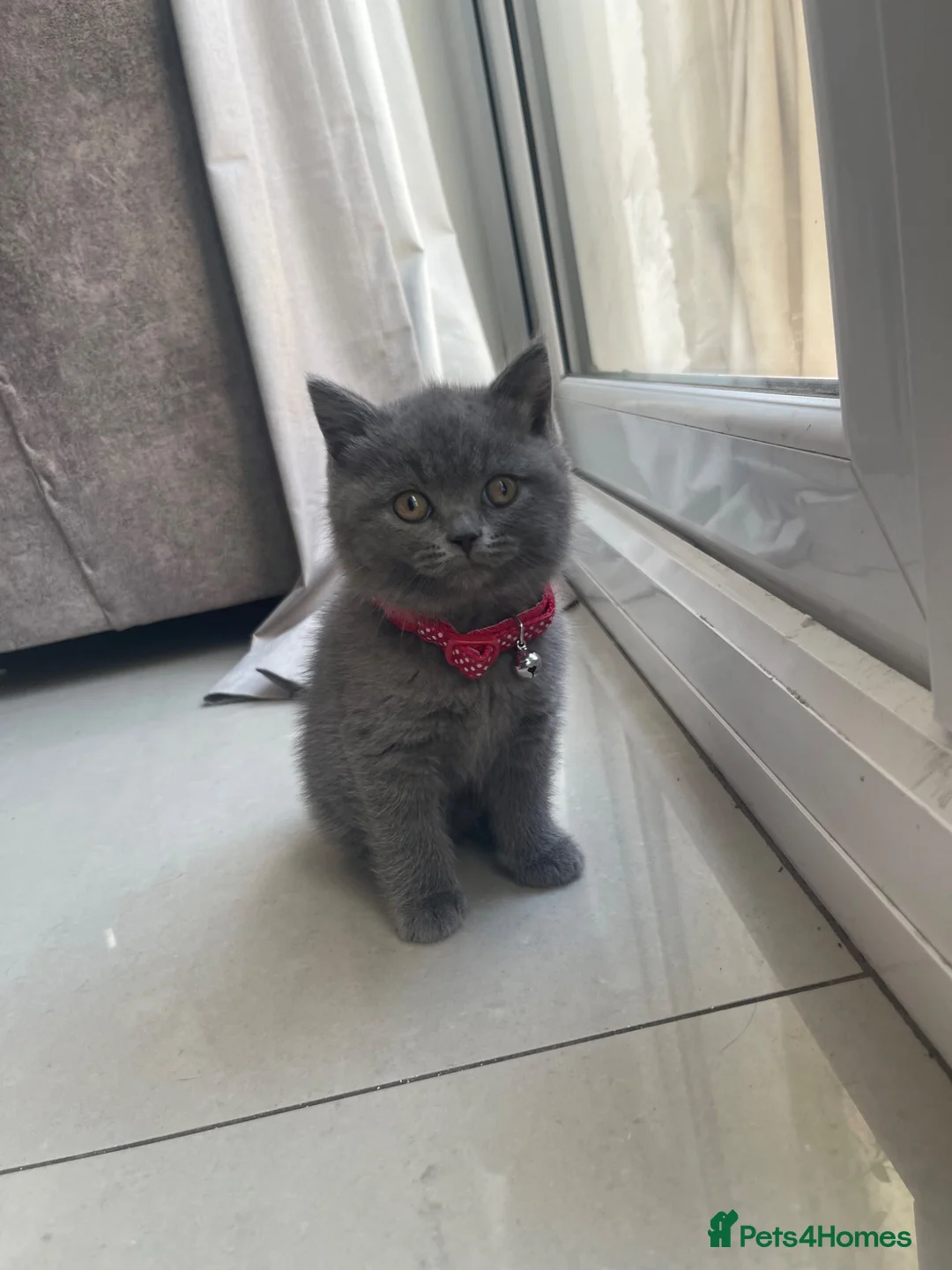 British Shorthair cats for sale: Queen dolly & sire phantom  in Liverpool - Advert 2