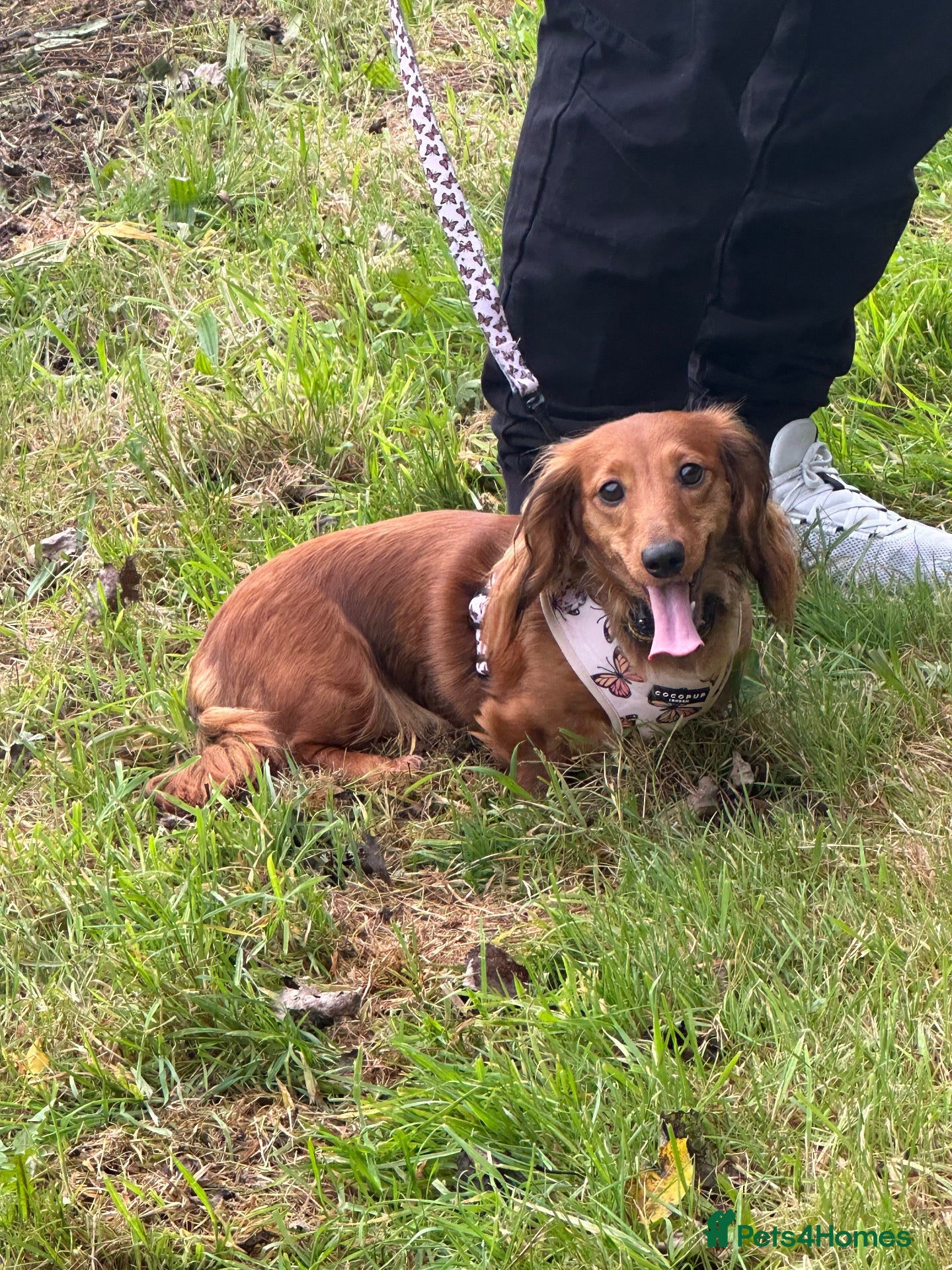 Miniature Dachshund dogs 2 Girl Miniature Dachshunds (long/mid haired) - Advert 1