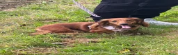 Miniature Dachshund dogs for sale: 2 Girl Miniature Dachshunds (long/mid haired) - Advert 1