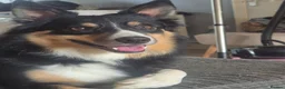 Border Collie dogs for sale: Tri border collie  - Advert 2