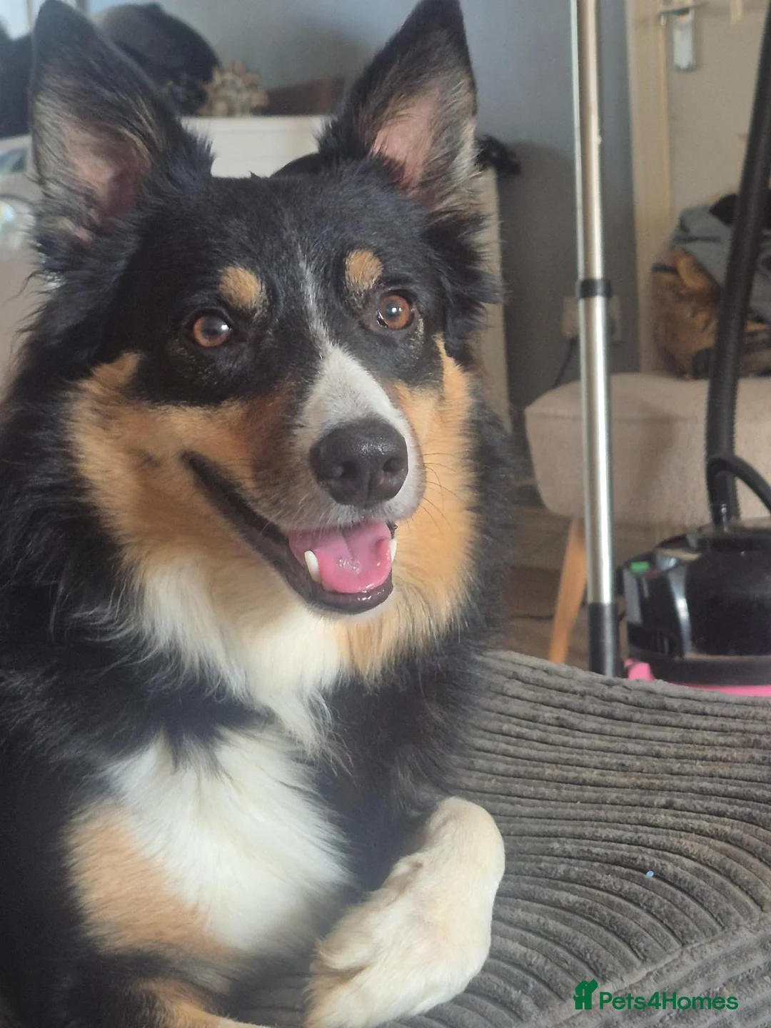 Border Collie dogs for sale: Tri border collie  - Advert 2