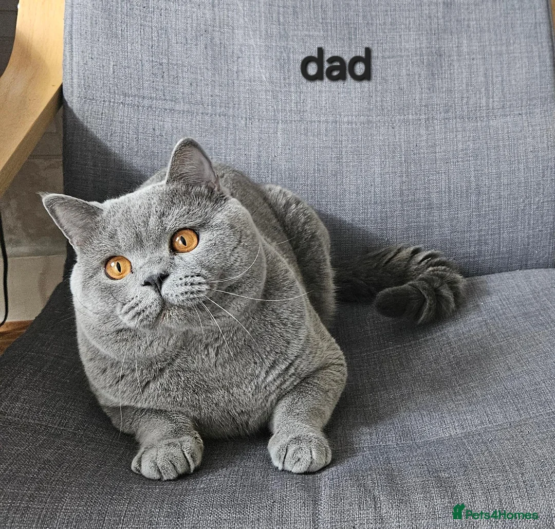 British Shorthair cats for sale: Blue British Shorthair kitten - Advert 15