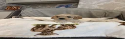 Cockapoo dogs for sale: Tiny Yankee Doodle puppies - Advert 11